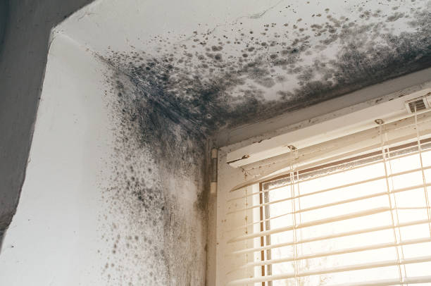 Affordable Mold Removal solutions in Sims, NC